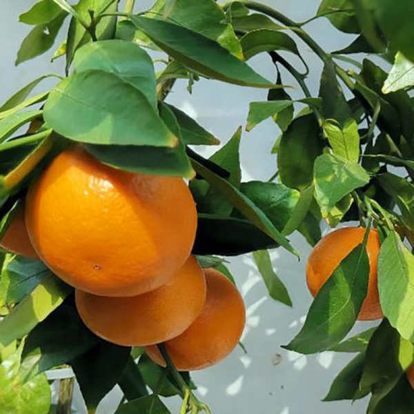 優質柑橘新品種黃美人愛媛68號柑桔果樹苗接受預定